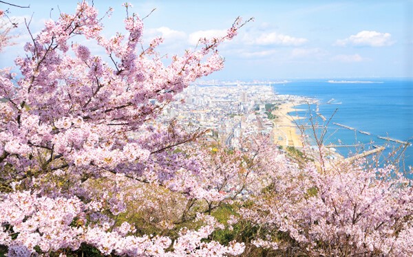 須磨浦公園　桜