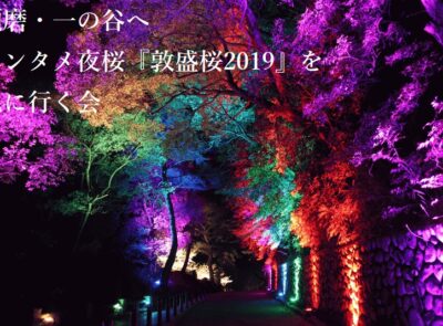 須磨　敦盛桜2019