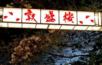 敦盛桜2019