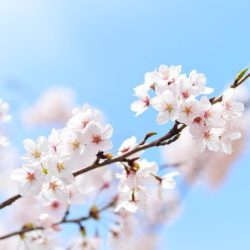 桜　ジオインテリアワークス