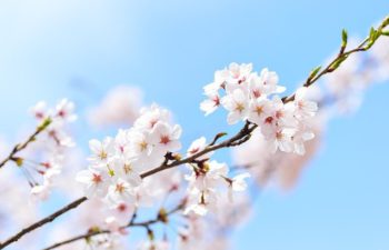 桜　ジオインテリアワークス