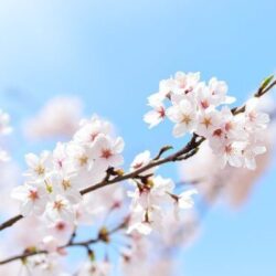 桜　ジオインテリアワークス