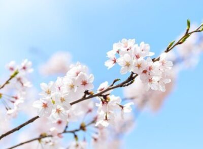 桜　ジオインテリアワークス