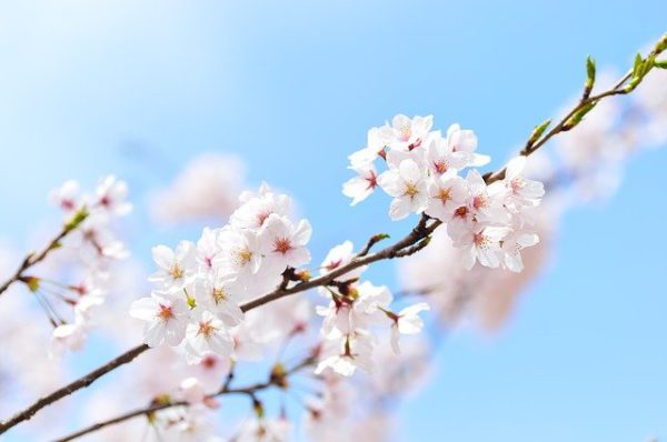 桜　ジオインテリアワークス